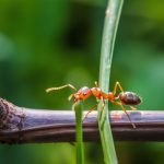 7 astuces imparables pour chasser les fourmis de votre maison et jardin