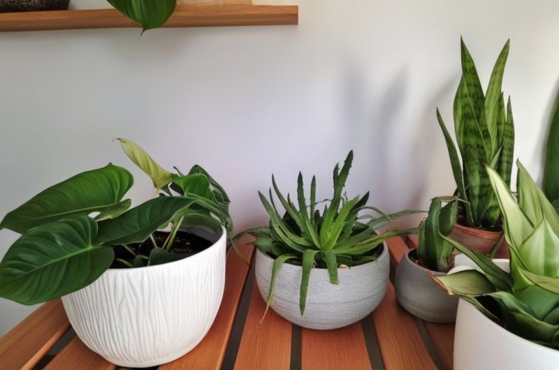 7 belles plantes d'intérieur pour purifier votre maison et apaiser votre esprit