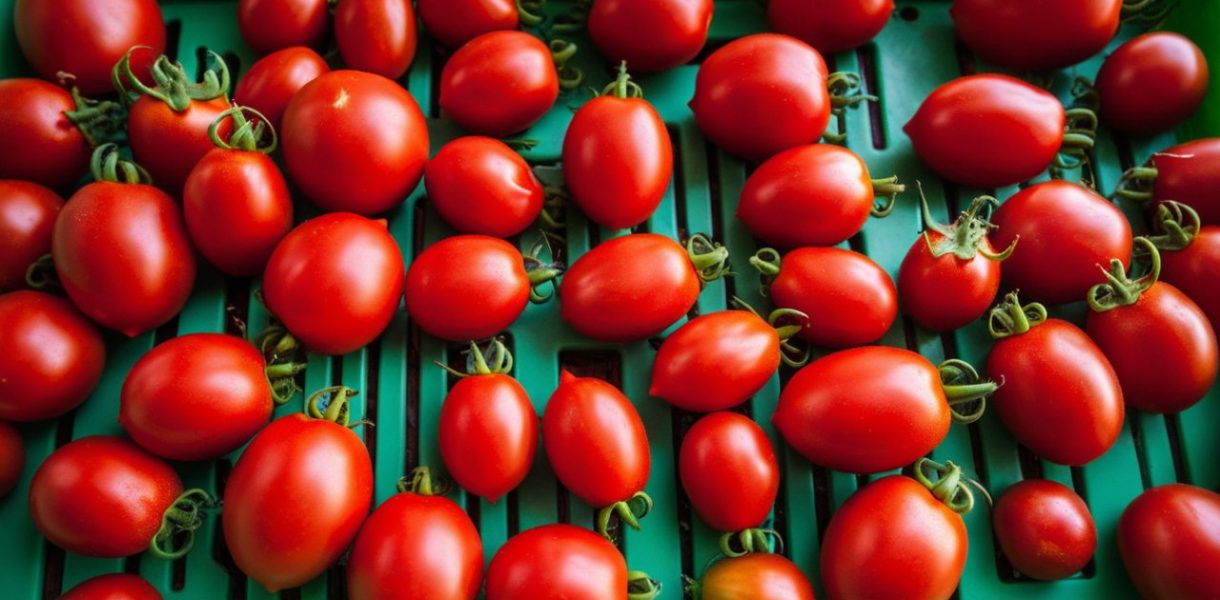 Les 8 ingrédients secrets pour cultiver des tomates d'exception