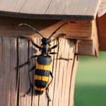 Capricornes des maisons : comment détecter et éradiquer ces insectes xylophages redoutables ?
