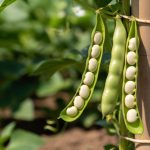 Cultiver le flageolet au jardin potager : le guide ultime du semis à la récolte