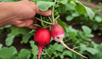 Le guide ultime pour réussir sa culture de radis: semis, culture, entretien et récolte