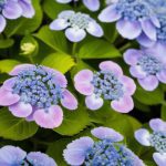 L'hortensia bleu: comment préserver sa couleur et son éclat?