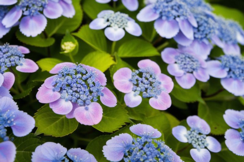 L'hortensia bleu: comment préserver sa couleur et son éclat?