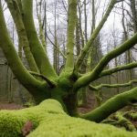 La mousse et les lichens envahissent votre arbre : est-ce un signe alarmant ?