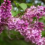 Le mystère des lilas sans fleurs : causes et solutions