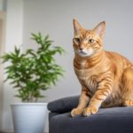 Le mystère de la mémoire féline : Combien de temps un chat se souvient-il d'une personne ?