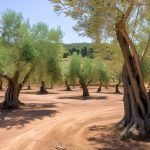 Oléiculture en détresse : Mon olivier perd ses feuilles ! Causes et remèdes