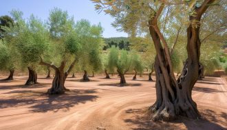 Oléiculture en détresse : Mon olivier perd ses feuilles ! Causes et remèdes