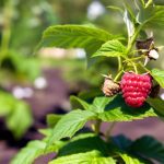 Planter des framboisiers : tout ce qu'il faut savoir pour un jardin fruité réussi