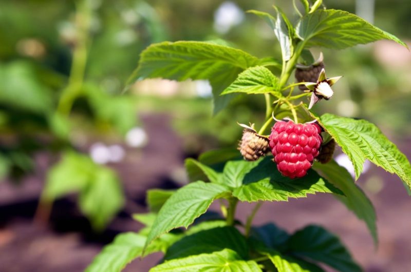 Planter des framboisiers : tout ce qu'il faut savoir pour un jardin fruité réussi