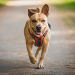 La promenade de chien : combien de temps pour un compagnon épanoui ?