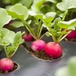 Radis rose, radis rond : le guide ultime pour choisir et semer la variété de radis idéale dans votre jardin