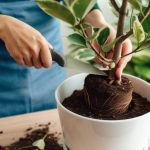 Quand et comment rempoter un ficus ? Nos conseils pour un ficus épanoui