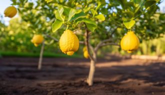 Les secrets d'un citronnier heureux : préparez son terrain avant fin juin pour une récolte époustouflante