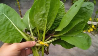 Triomphez du plantain : astuces et méthodes pour l'éliminer définitivement de votre jardin