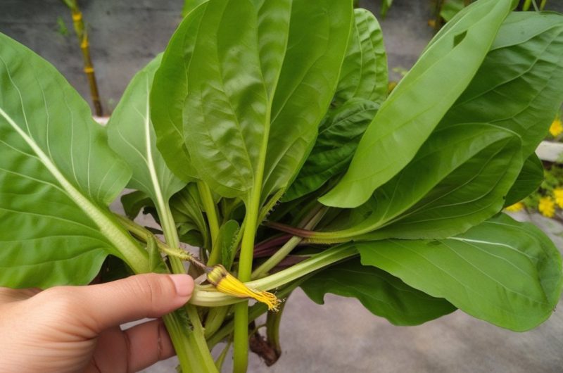 Triomphez du plantain : astuces et méthodes pour l'éliminer définitivement de votre jardin