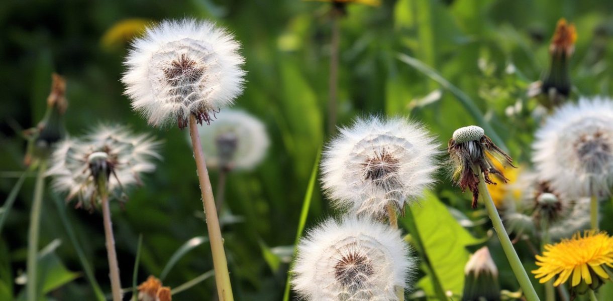 Comment vaincre l'invasion des pissenlits dans votre jardin ?