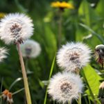 Comment vaincre l'invasion des pissenlits dans votre jardin ?