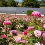 Yèvre-le-Châtel, le village du Loiret couronné paradis des roses en France