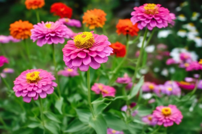 Les fleurs colorées incontournables pour un jardin fleuri tout l'été: le secret des mamies