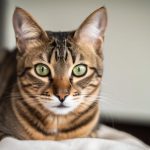 Le mystère des regards félins : Pourquoi mon chat me fixe-t-il ?