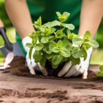 Plantage de menthe réussi : évitez ces erreurs de jardinage courantes et cultivez avec succès