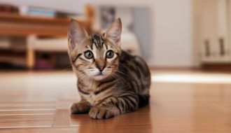30 secrets félins : découvrez les mystères les plus insolites sur les chats !