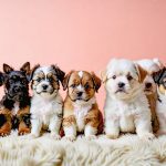 8 adorables races de mini-chiens qui vont vous faire craquer