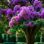 Le Paulownia : l'arbre miracle qui va révolutionner votre jardin et l'environnement