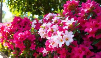 Le secret pour une floraison abondante de vos lauriers-roses : un geste simple à faire maintenant