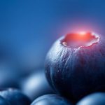 Myrtille : le petit fruit bleu qui booste le cerveau, selon la science