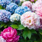 hortensias et pivoines