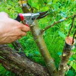 Ils pensaient que greffer un arbre était compliqué… jusqu’à ce qu’ils découvrent ces astuces !