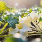 Feuilles de courgettes blanches : 5 points essentiels à vérifier pour sauver vos plants