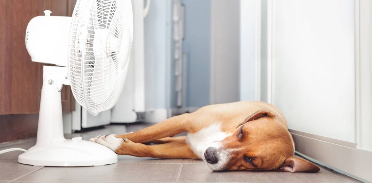 Canicule chien