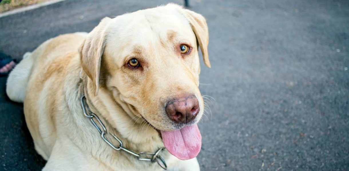 Le vrai bonheur d'un chien