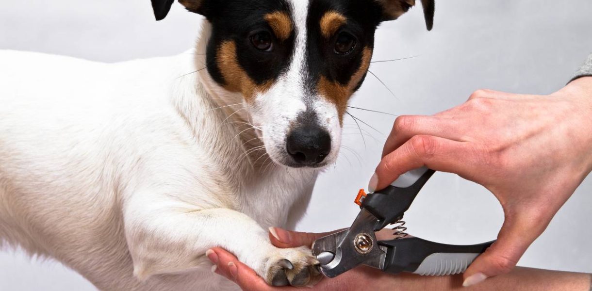 couper griffes chien