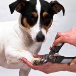 couper griffes chien