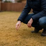 pelouse hiver jaunissante