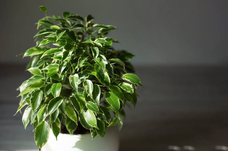 ficus Benjamin