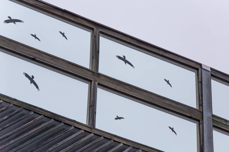 collisions d’oiseaux sur les vitres