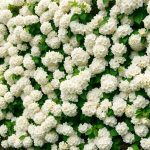 Hortensia grimpant : la magie d'un mur transformé en cascade florale