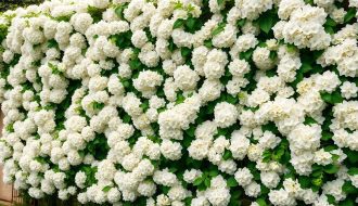 Hortensia grimpant : la magie d'un mur transformé en cascade florale