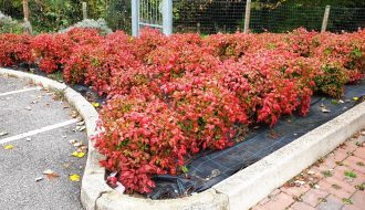 Nandina